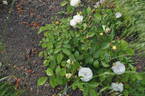 La Feuillerie rose photo