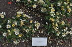 Bee Gold rose photo