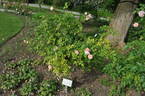 Rose of Hope rose photo