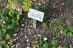 Rose of Hope rose photo