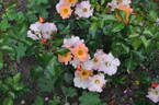 Bee Proud rose photo