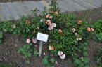 Bee Proud rose photo