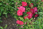 Cera rose photo