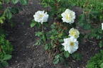 Love Letter® rose photo