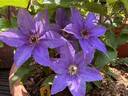 Tumaini ™ clematis photo