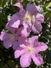 Comtesse de Bouchaud clematis photo