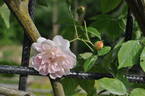 Treasure Trove rose photo