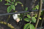 Treasure Trove rose photo
