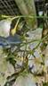 <i>R. multiflora adenochaeta</i> rose photo
