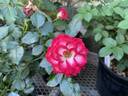 Never Alone rose photo