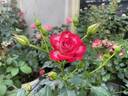 Never Alone rose photo