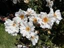 Playfair rose photo