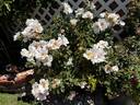 Playfair rose photo
