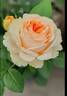 Lady Capri rose photo