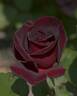Epoca rose photo