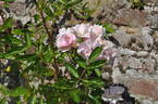 Tausendschön rose photo