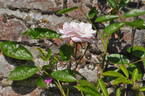 Tausendschön rose photo