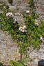 Tausendschön rose photo