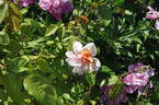 White Cécile Brunner rose photo