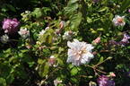 White Cécile Brunner rose photo