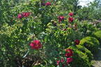 James Mason rose photo
