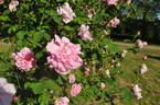 Erlkönig rose photo