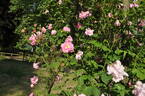 Erlkönig rose photo