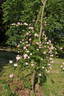 Erlkönig rose photo
