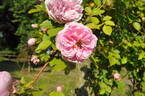Walküre rose photo