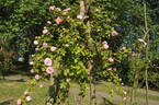 Walküre rose photo