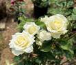 Piña Colada rose photo