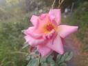 Comtesse de Castilleja rose photo