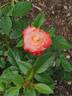 Arcanum rose photo