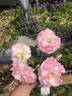 Dear Granny rose photo