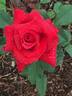 Let Freedom Ring ™ rose photo
