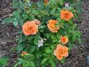 Pumpkin Patch rose photo