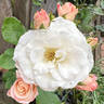 Bendigo rose photo
