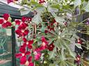 Vitiwester clematis photo