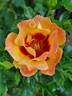 Flame Babylon Eyes rose photo