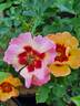 Flame Babylon Eyes rose photo