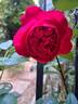 Rouge Truffaut rose photo