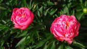 Pink Hawaiian Coral peony photo