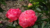 Pink Hawaiian Coral peony photo