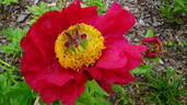 Legion of Honor peony photo