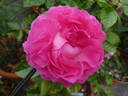 Anuschka rose photo