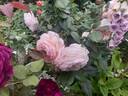 A Shropshire Lad rose photo