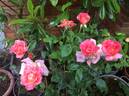 Signora rose photo