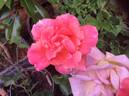Signora rose photo