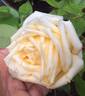 Lady Roberts rose photo