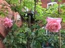 Geffel rose photo